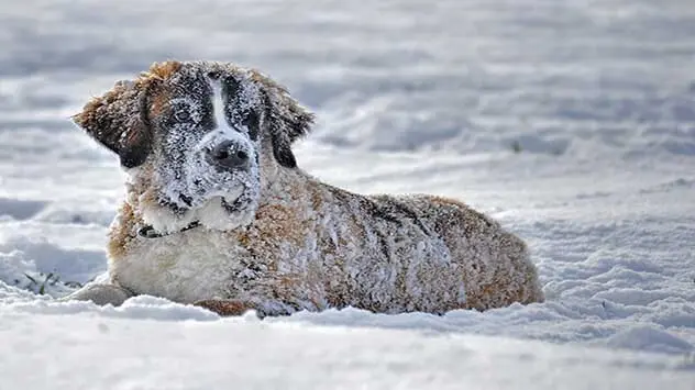 Dog in snow
