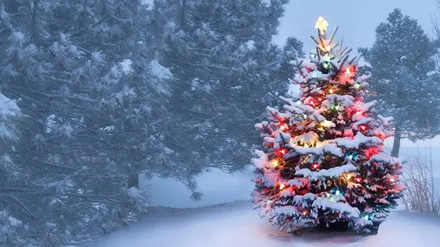 juletræ i sne