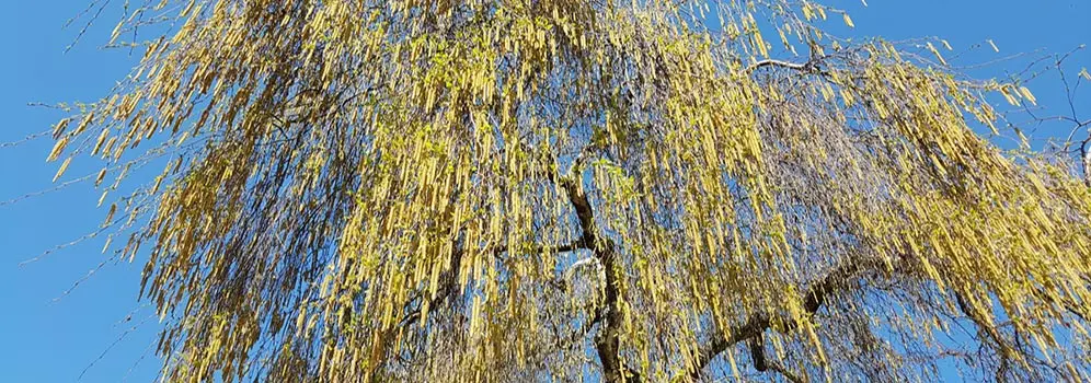 Unzählige Blütenkätzchen hängen an den Zweigen einer Birke.