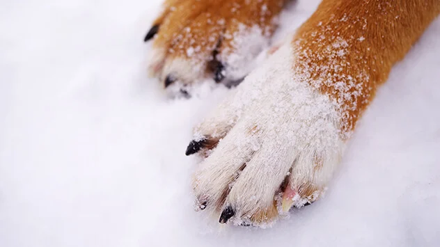Hundepfoten im Schnee