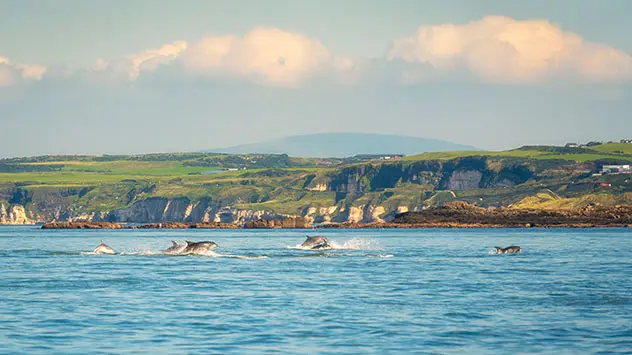 Mehrere Delfine schwimmen vor der Küste bei White Rocks Beach in County Antrim.
