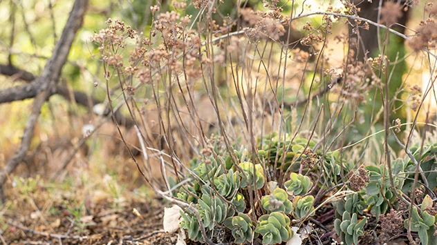 Garten und Balkon frühlingsfit machen: Stauden schneiden Fetthenne kann geschnitten werden, Knospen bilden sich an Basis