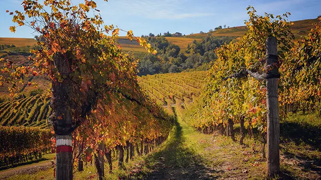 Herbstliche Weinreben im Piemont