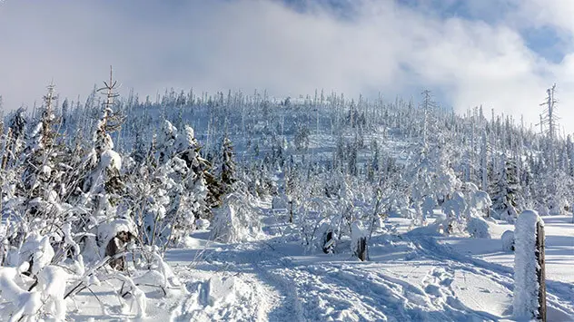 Blick über eingeschneiten Wald auf den Gipfel des Lusen
