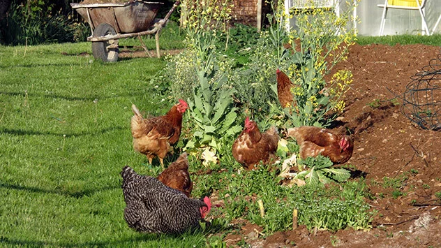Hühner picken in Gemüsebeeten im Garten