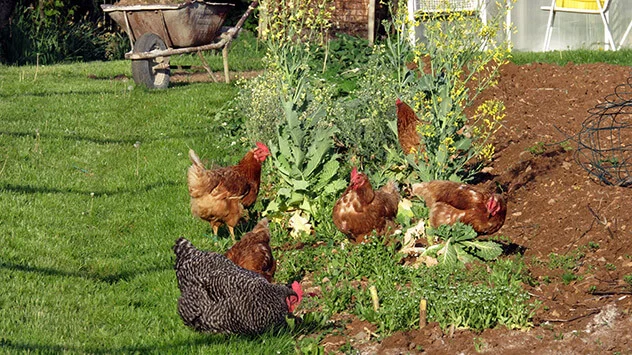 Tiere, die Schnecken fressen Hühner picken in Gemüsebeeten im Garten