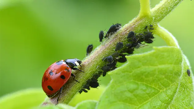 Ein Marienkäfer frisst Blattläuse