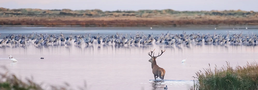 Naturfotografie auf Fischland-Darß-Zings - © TMV/Gross Kraniche im seichten Wasser, im Vordergrund ein Hirsch