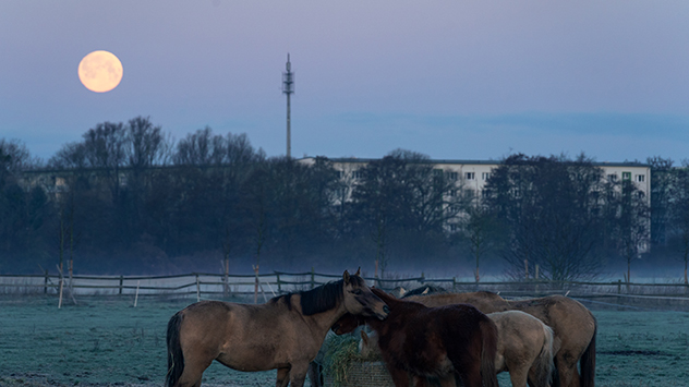 Pferde und Mond