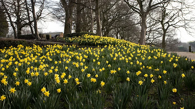 Blühende Osterglocken an einem Hang in einem Park, kahle Bäume