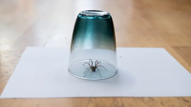 Spinne unter einem Glas