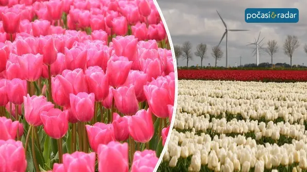 tulips-NL