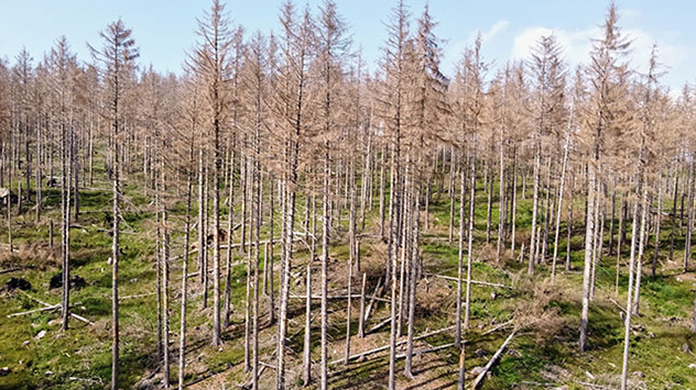 Stark geschädigte und abgestorbene Fichten sind vielerorts die sichtbarsten Zeugen der Folgen des Klimawandels für den Wald.