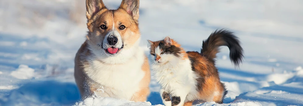 Hund und Katze im Schnee