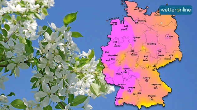Blühender Apfelbaum und Karte mit Grünlandtemperatursummme. Teils über 700 Grad.