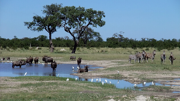 Gnus und Zebras an Wasserstelle