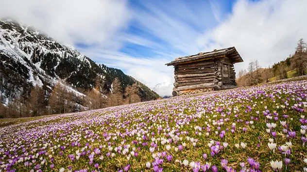 Krokusblüte im Gsiesertal