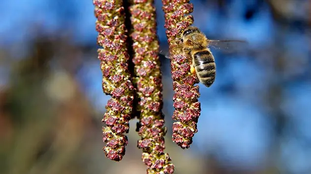 Biene fliegt Blütkätzchen einer Erle an.