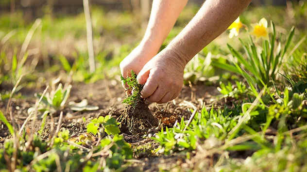 Eine Person jätet Unkraut im Frühling