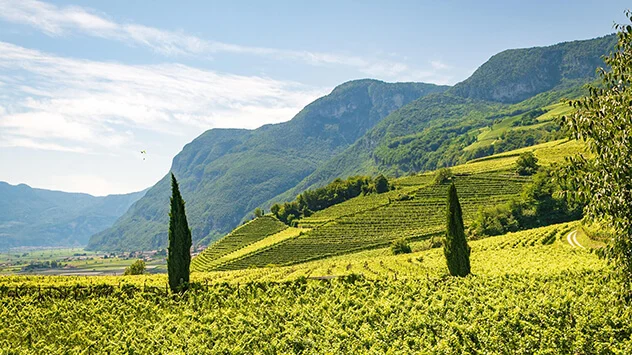 Sanfte Weinberge mit grünen Rebreihen vor einer Bergkulisse