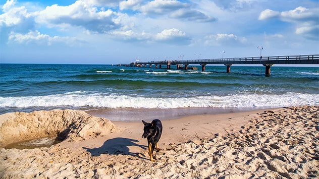 Hund am Strand 