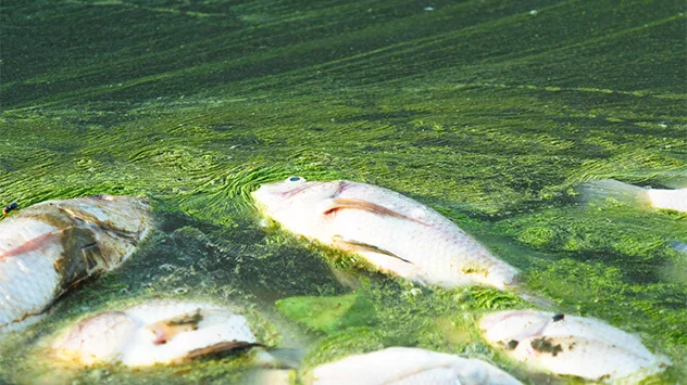 Tote Fisch schwimmen in grünem Wasser