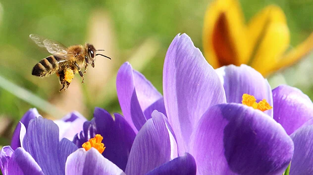 Biene fliegt zur lilafarbenen Krokussen