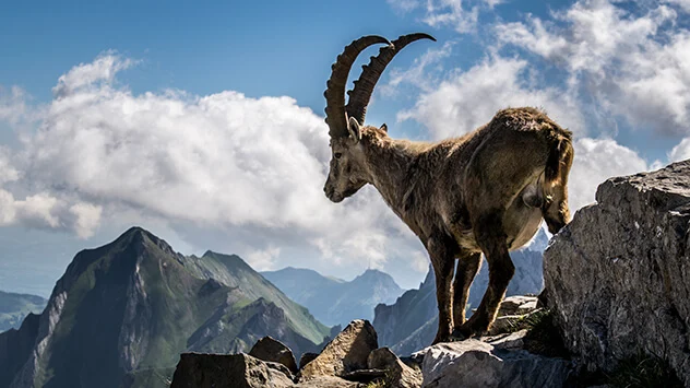 Steinbock klettert auf einen Felsen