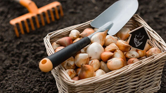 Garten und Balkon frühlingsfit machen: Blumenzwiebeln setzen Korb mit Blumenzwiebeln steht in einem vorbereiteten Beet
