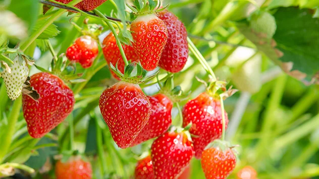 Frische Erdbeeren an der Pflanze