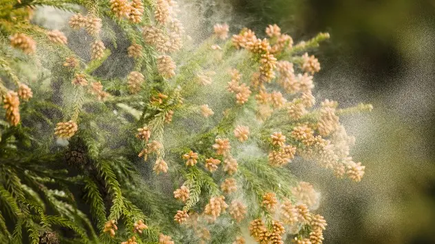 tree pollen
