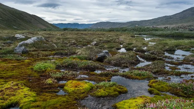 Peste 30 de grade în tundra siberiană.