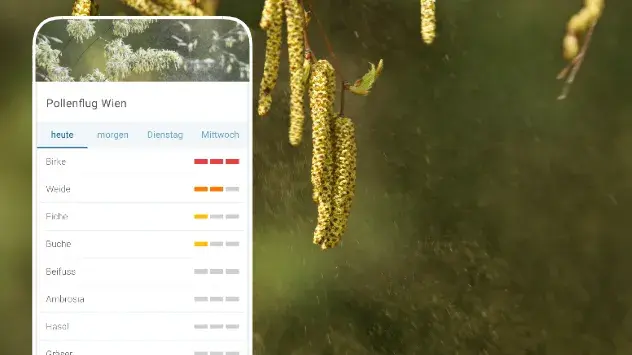 Pollenflugvorhersage Smartphone für Wien - Hintergrund Birkenkätzchen mit Pollen