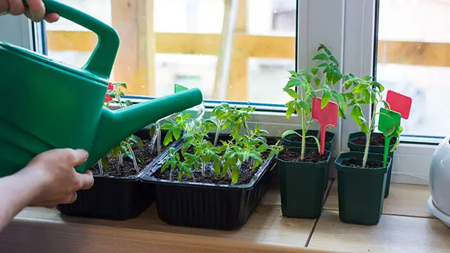 Tomatenpflanzen werden auf einer Fensterbank vorgezogen