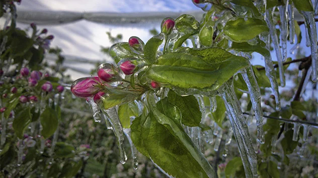Obstbauern schützen die Blüten mittels künstlicher Beregnung vor dem Frost