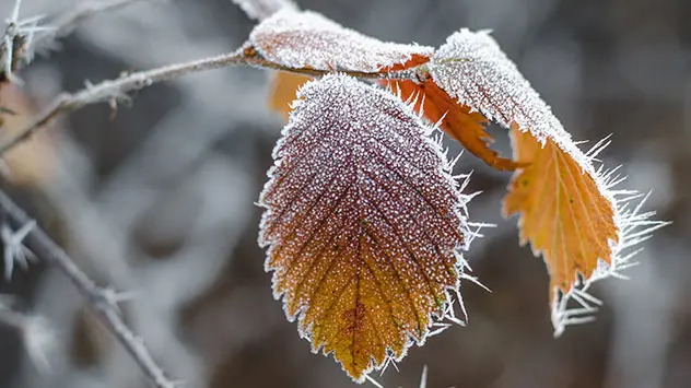 Video: How does frost form? - It's a chilly, crisp and frosty morning –  Weather News