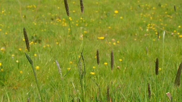 Wanneer de pollen van de bomen minder worden, beginnen tegelijkertijd de eerste grassen te bloeien. De foto toont de grote vossenstaart (Poaceae). 
