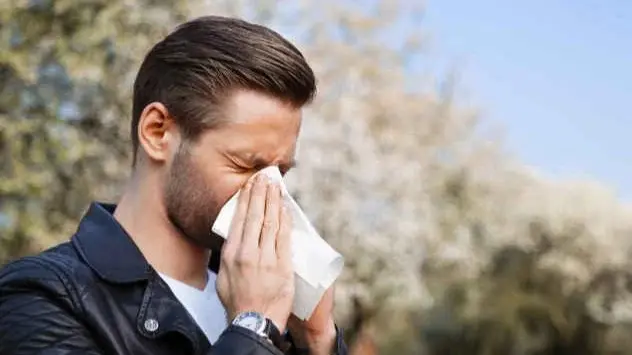 alergija i polen, pelud