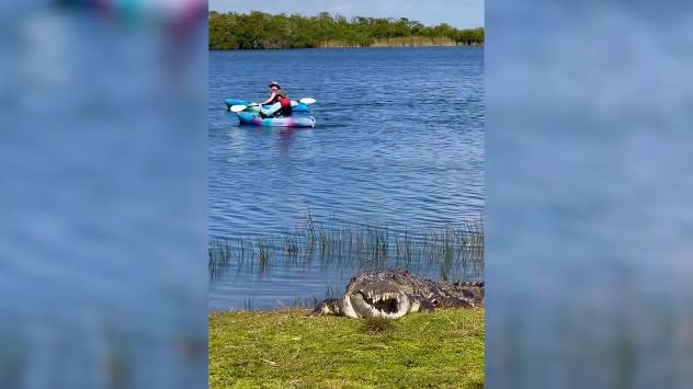 Photographer captures rare footage of the elusive reptile basking in