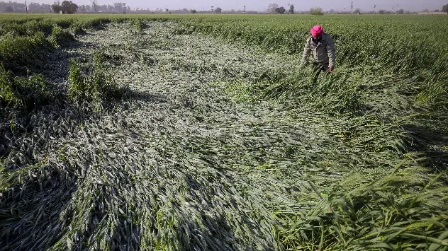  A farmer inspects the fallen wheat crop after a heavy overnight thunderstorm, in a farm of a village, near Amritsar in March 2024.
