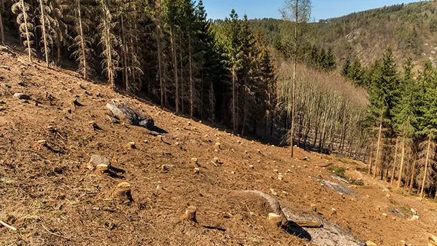 Kahle entwaldete Fläche ganz braun durch Austrocknung. In der Nähe noch viele stehende, kränkelnde Nadelbäume