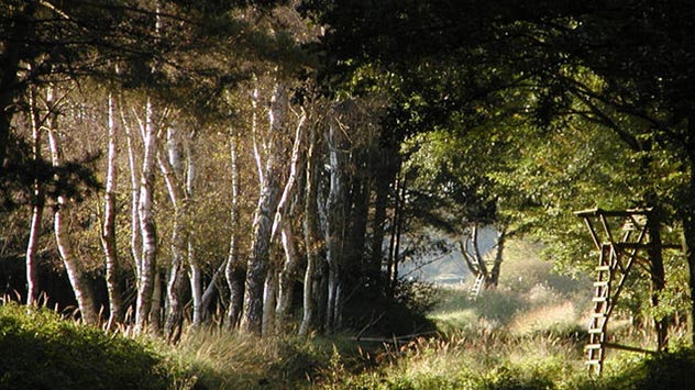 Birkenwald im Sommer