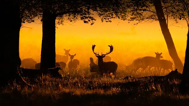 hjorte i dansk skov