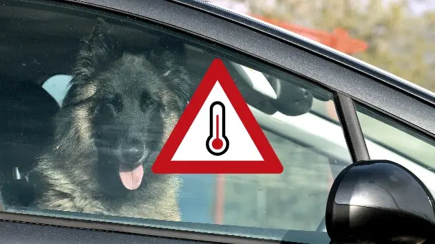 Temperaturile în mașină cresc excesiv: nu lăsați copiii și animalele închise în autovehicule