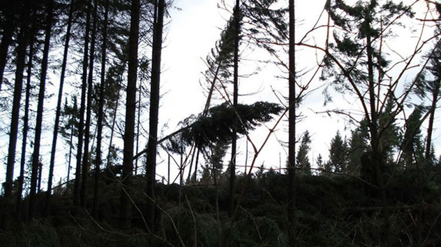 Auch im Hohen Westerwald hinterlässt der Orkan gewaltige Schäden.