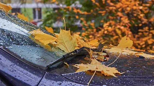 Bunte Blätter liegen auf einem nassen Auto