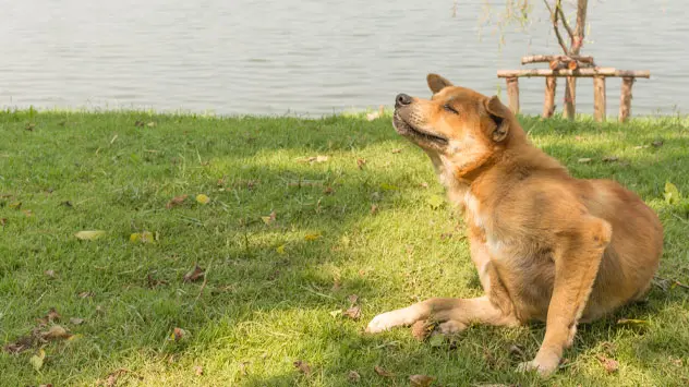 Dieren met beten van mijten krabben, likken en bijten veel. 