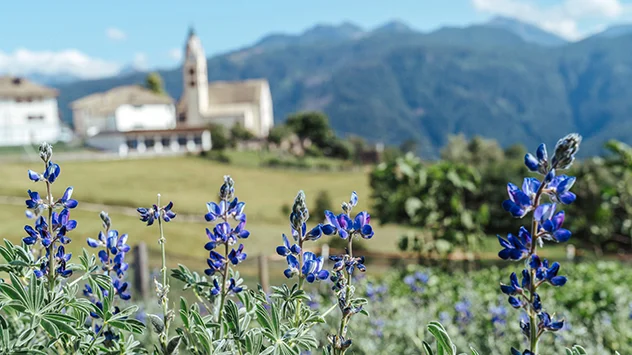 Rund um Altrei blühen im Juli die Lupinen