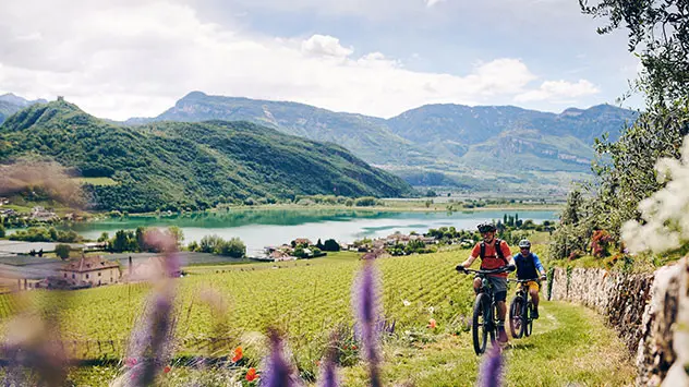 Radfahrer auf einem Radwege, im Hintergrund der Kalterer See, umgeben von Weinreben 