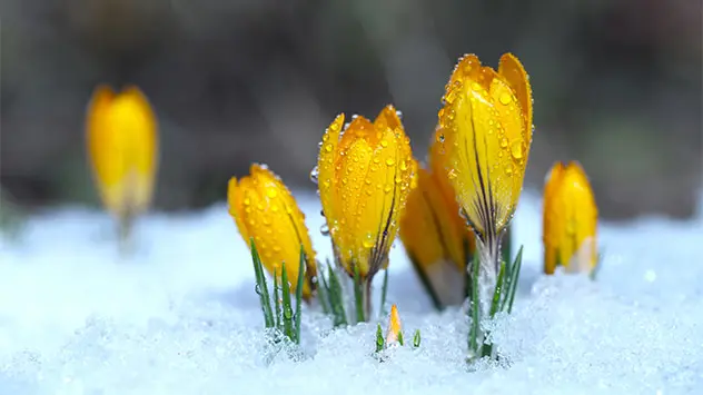Gelb blühende Krokusse im Schnee